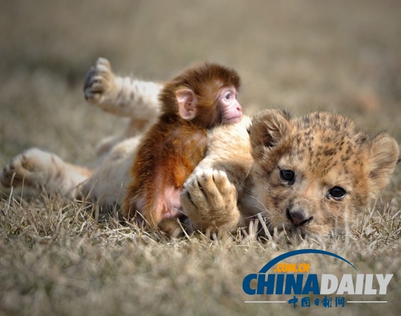 治愈系組圖：可愛動物們的跨物種感情