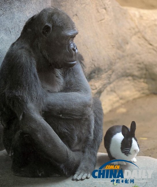 治愈系組圖：可愛動物們的跨物種感情