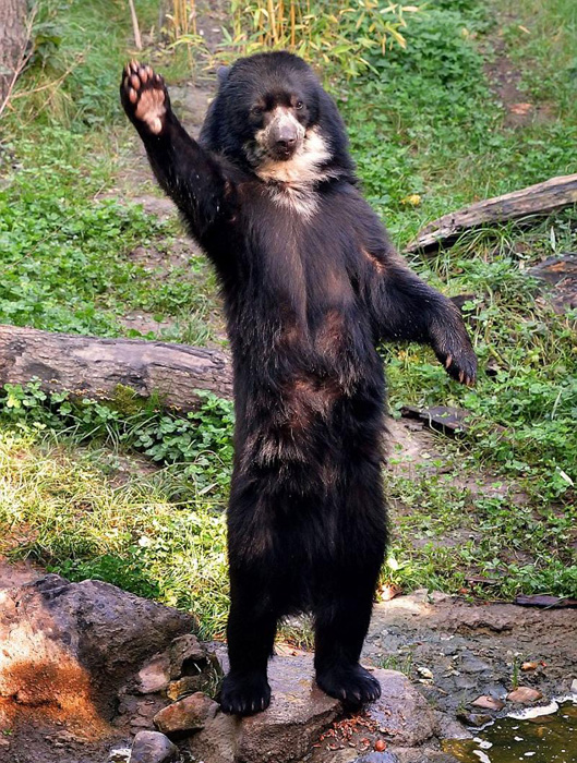 讓人忍俊不禁的動物界吃貨百態