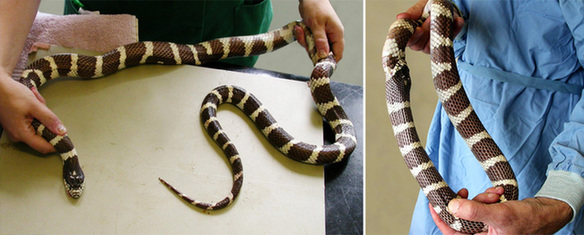 讓人忍俊不禁的動物界吃貨百態