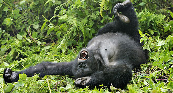 讓人捧腹的動物界吃貨