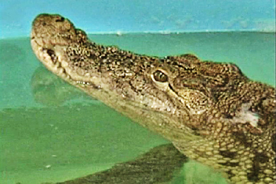 讓人忍俊不禁的動物界吃貨百態