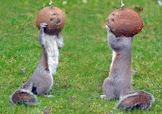 讓人捧腹的動物界吃貨