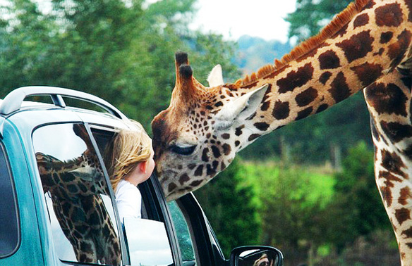 讓人忍俊不禁的動物界吃貨百態