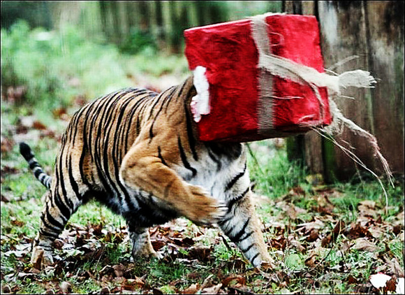 讓人捧腹的動物界吃貨