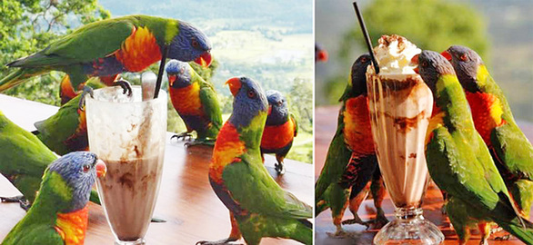 讓人捧腹的動物界吃貨