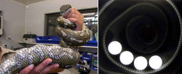 讓人捧腹的動物界吃貨