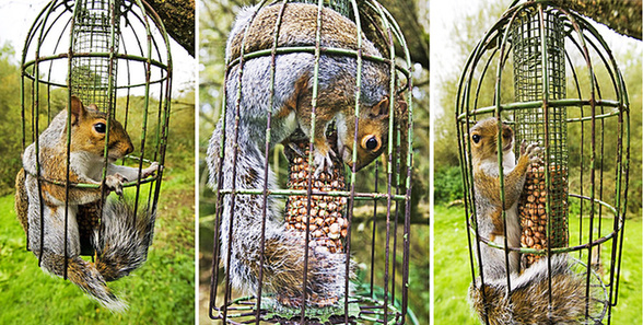 讓人忍俊不禁的動物界吃貨百態