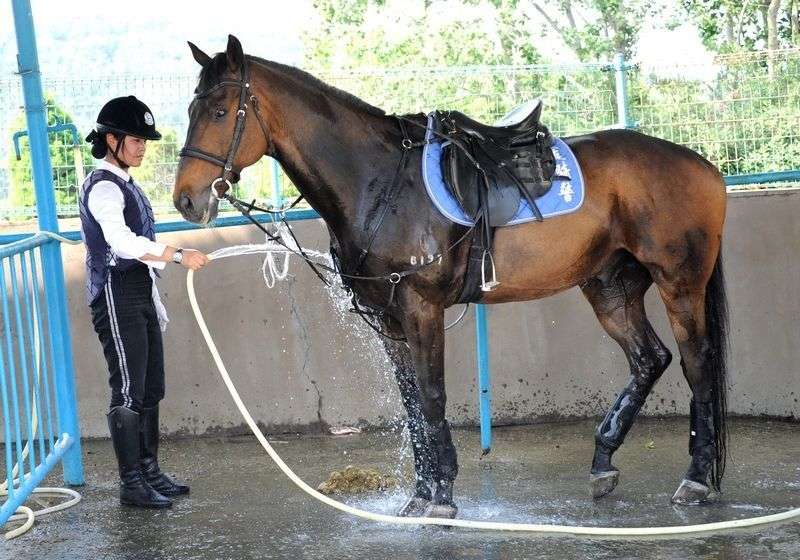 每匹馬養護成本2500元/月?探秘大連女騎警訓練基地