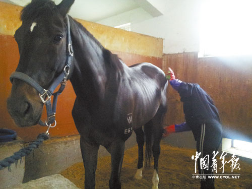 每匹馬養護成本2500元/月?探秘大連女騎警訓練基地