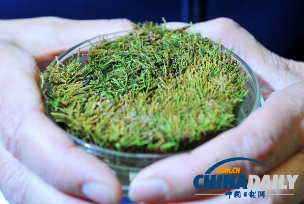 冰封北極數世紀 400年苔蘚“起死回生”