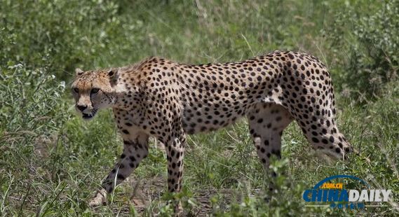 奧巴馬訪(fǎng)非安保大動(dòng)干戈 特工戰(zhàn)機(jī)軍艦耗資千萬(wàn)