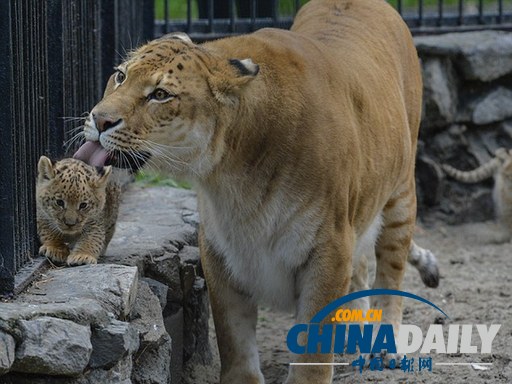 俄羅斯三只獅獅虎降生 好奇寶寶已能探索周圍世界