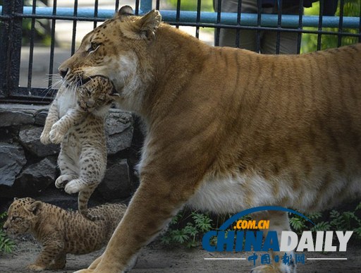 俄羅斯三只獅獅虎降生 好奇寶寶已能探索周圍世界