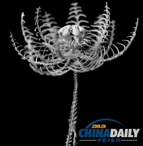 冷艷精美超乎想象 日本藝術家用鼠骨制作骨之花
