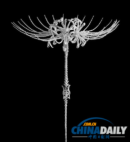 冷艷精美超乎想象 日本藝術(shù)家用鼠骨制作骨之花