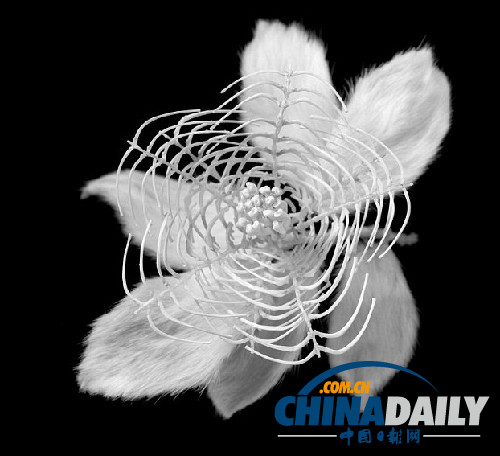 冷艷精美超乎想象 日本藝術(shù)家用鼠骨制作骨之花