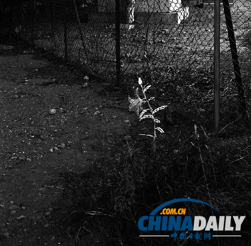 冷艷精美超乎想象 日本藝術家用鼠骨制作骨之花