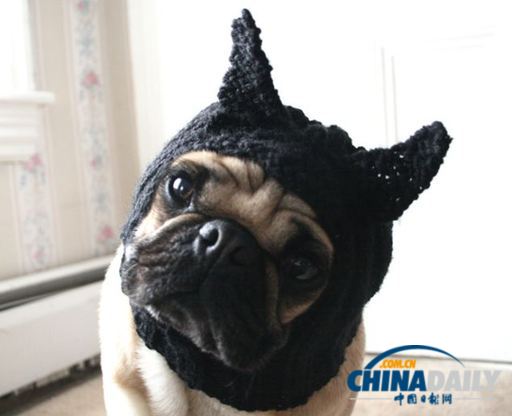 美國女大學生推出狗狗專用服飾 保暖同時討人憐愛