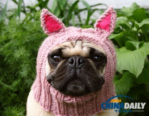 美國(guó)女大學(xué)生推出狗狗專用服飾 保暖同時(shí)討人憐愛