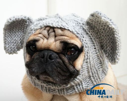 美國女大學生推出狗狗專用服飾 保暖同時討人憐愛