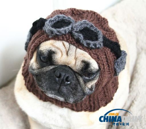 美國女大學生推出狗狗專用服飾 保暖同時討人憐愛