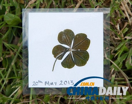 英女孩發(fā)現(xiàn)極其罕見五葉幸運草 出現(xiàn)概率兩萬分之一