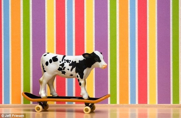 加拿大全職爸爸拍玩具動物生活照 (高清組圖)