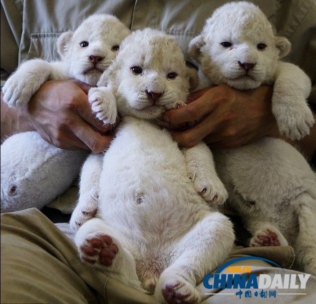 雪白柔軟似綿羊 珍稀白獅子幼崽萌照大曝光（組圖）