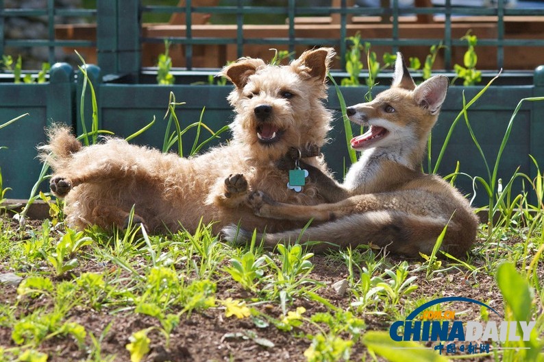 現實版“狐朋狗友”：兩只萌物打鬧嬉戲惹人愛