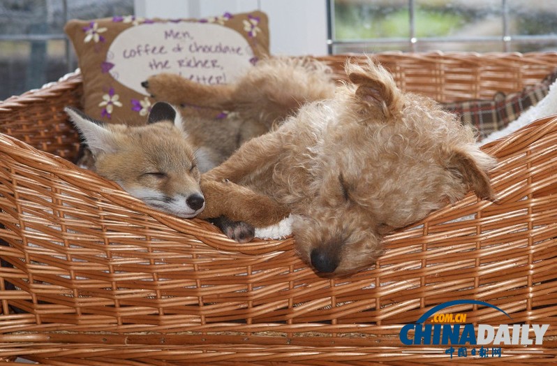 現(xiàn)實(shí)版“狐朋狗友”：兩只萌物打鬧嬉戲惹人愛(ài)