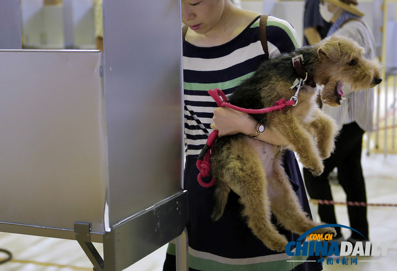 日參議院選舉開始投票 女子抱狗參加（高清組圖） 