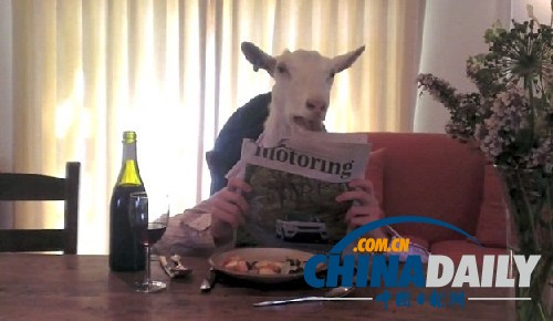 優雅山羊女士網絡躥紅 報紙相伴自斟自飲欲覓佳偶