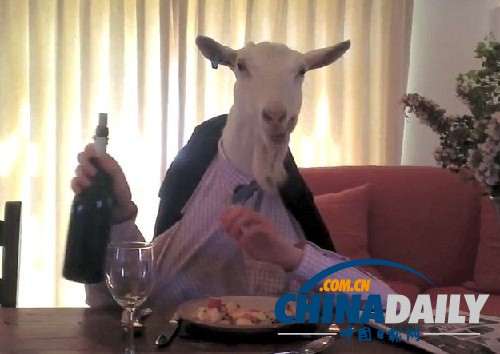優雅山羊女士網絡躥紅 報紙相伴自斟自飲欲覓佳偶
