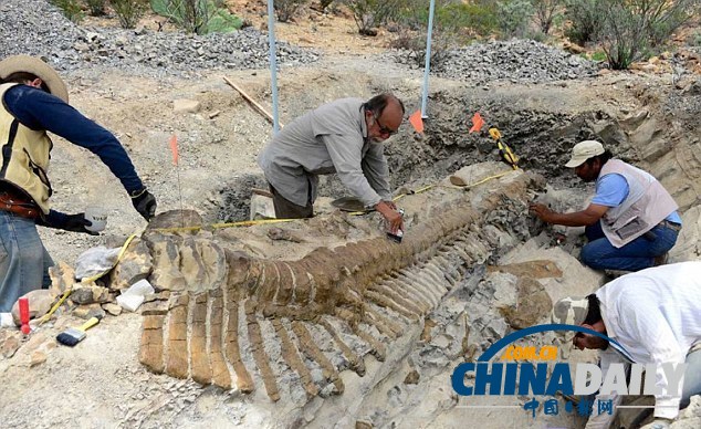 墨西哥沙漠發現罕見恐龍尾巴化石 距今7200萬年