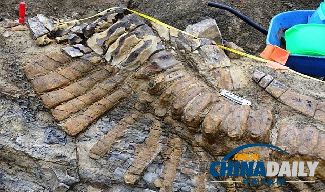 墨西哥沙漠發現罕見恐龍尾巴化石 距今7200萬年