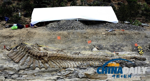 墨西哥沙漠發(fā)現(xiàn)罕見恐龍尾巴化石 距今7200萬年