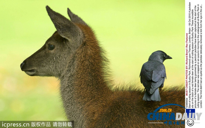 偷懶不分種族 瞧瞧動物界的“搭便車”現象