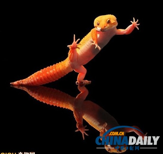 印尼打雨傘青蛙系列系無(wú)良攝影師擺拍（組圖）