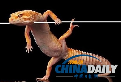 印尼打雨傘青蛙系列系無良攝影師擺拍（組圖）