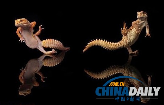 印尼打雨傘青蛙系列系無良攝影師擺拍（組圖）