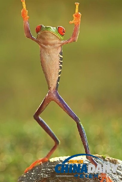 印尼打雨傘青蛙系列系無良攝影師擺拍（組圖）