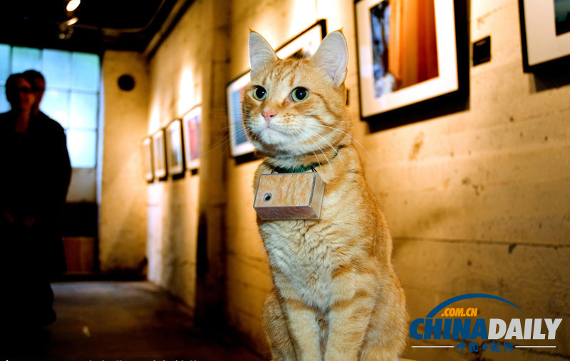 盤點動物界的“攝影大師”（高清組圖）