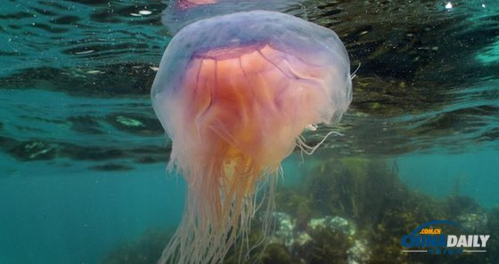 英國海岸水母數量猛增 或與溫暖天氣和海洋污染有關