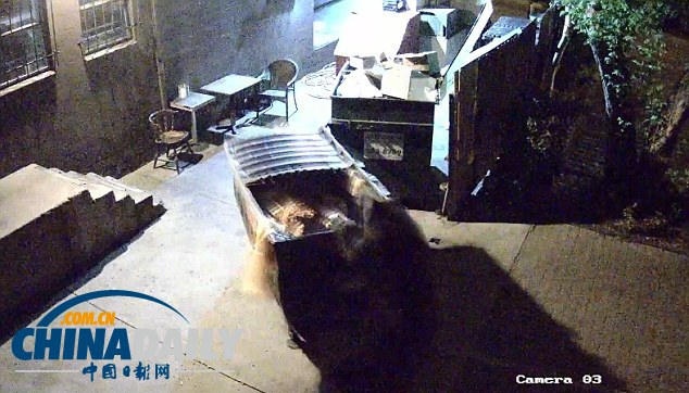 監控實拍美國“熊食客”偷吃餐廳廚余垃圾(組圖)