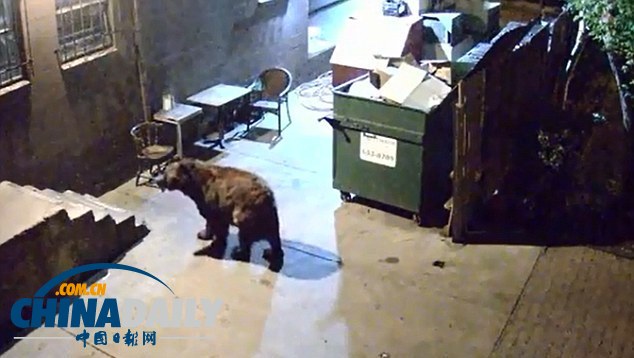 監(jiān)控實(shí)拍美國“熊食客”偷吃餐廳廚余垃圾（組圖）