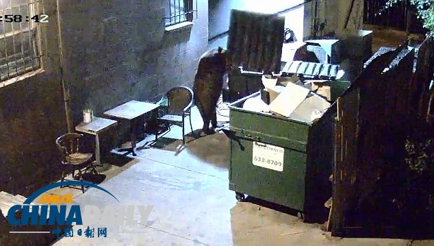 監控實拍美國“熊食客”偷吃餐廳廚余垃圾（組圖）