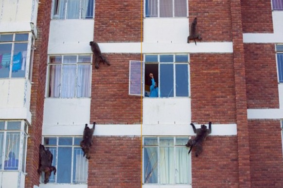 南非狒狒盜竊團(tuán)大膽爬墻入室偷財(cái)物