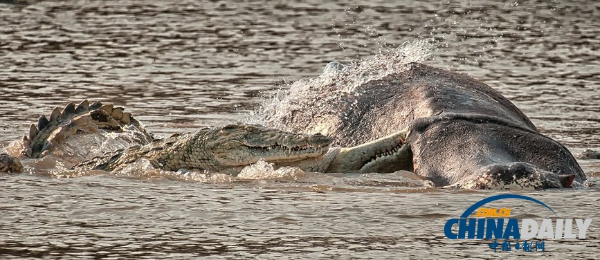 美國攝影師冒死拍攝鱷魚飽餐河馬尸體（高清組圖）