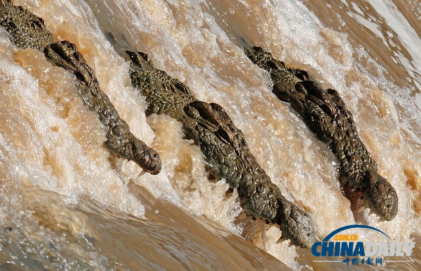 美國(guó)攝影師冒死拍攝鱷魚飽餐河馬尸體（高清組圖）